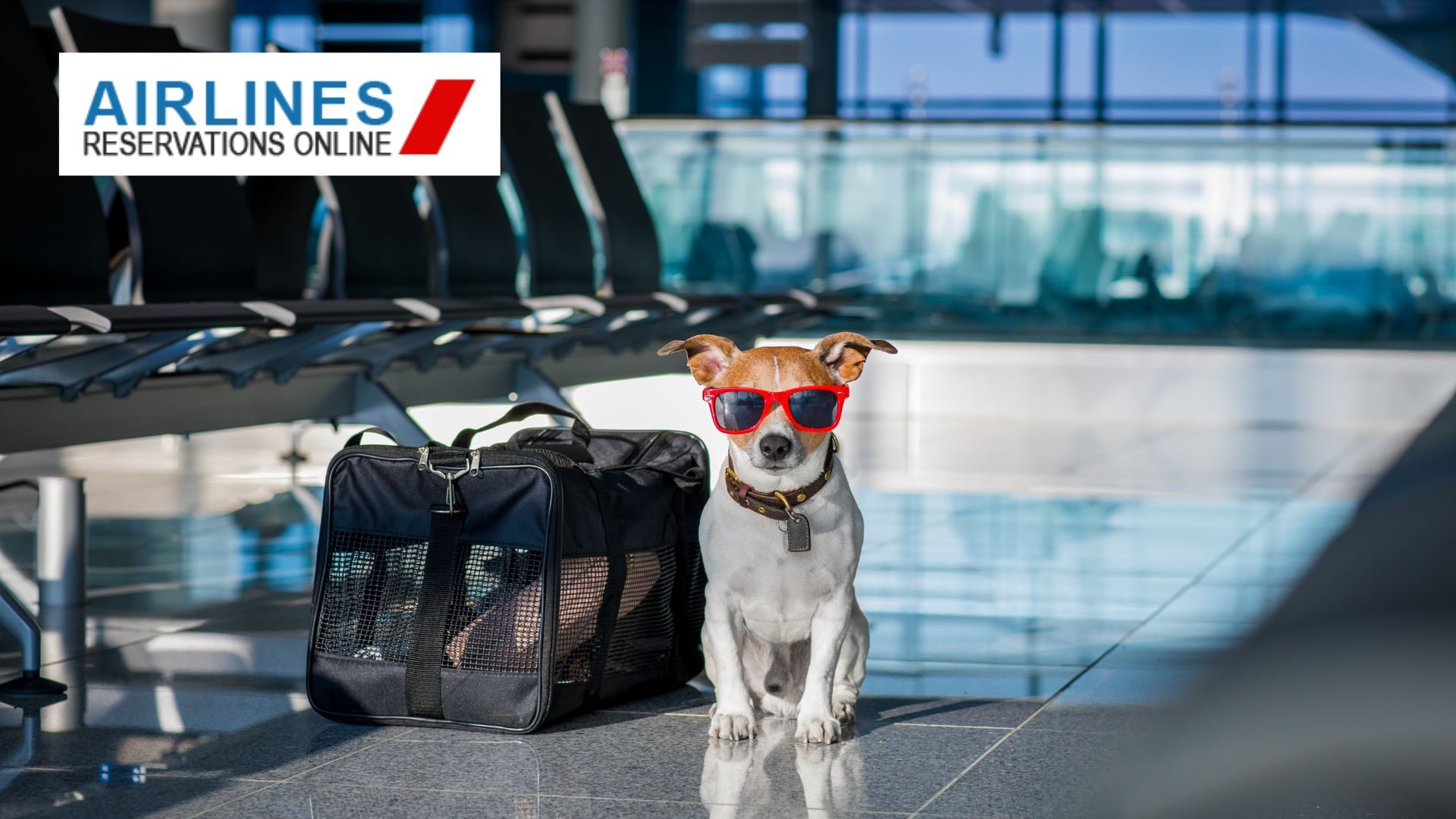 Moving to the USA with Pets from South Africa? Read This First!